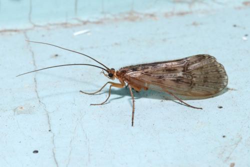 Réf. 193 798 : Halesus sp.